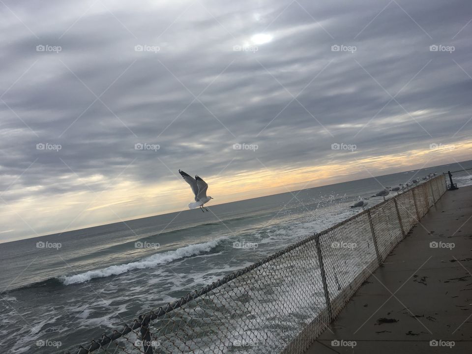 Wells beach Maine midday winter January day seagull gathering with flight