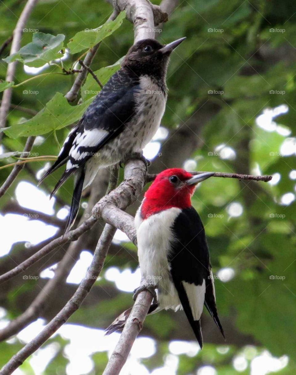 Red Headed Woodpeckers