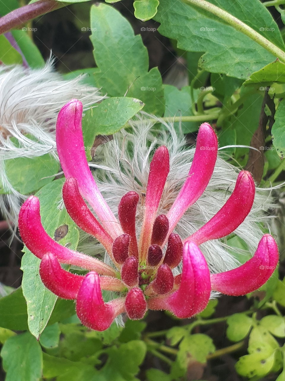 Honeysuckle Flower