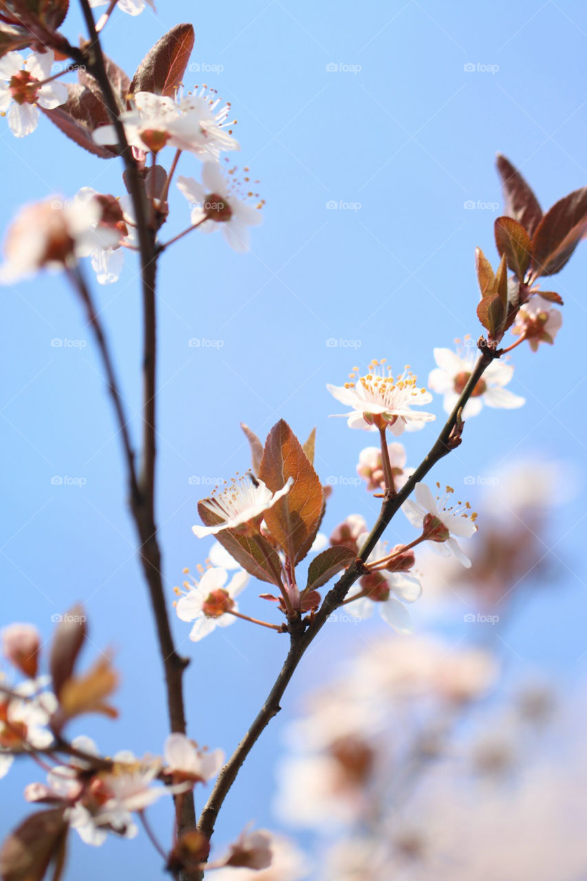 Blossom branch and the blue sky