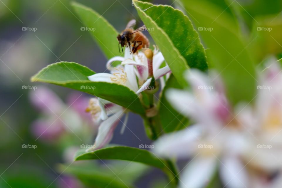 Bee on lemon tree