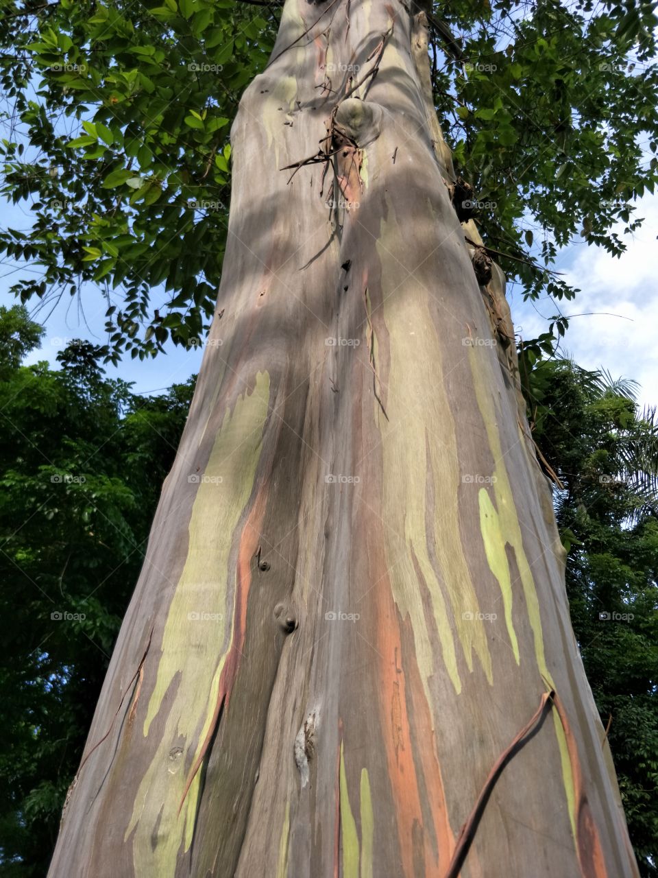 colorful tree bark
