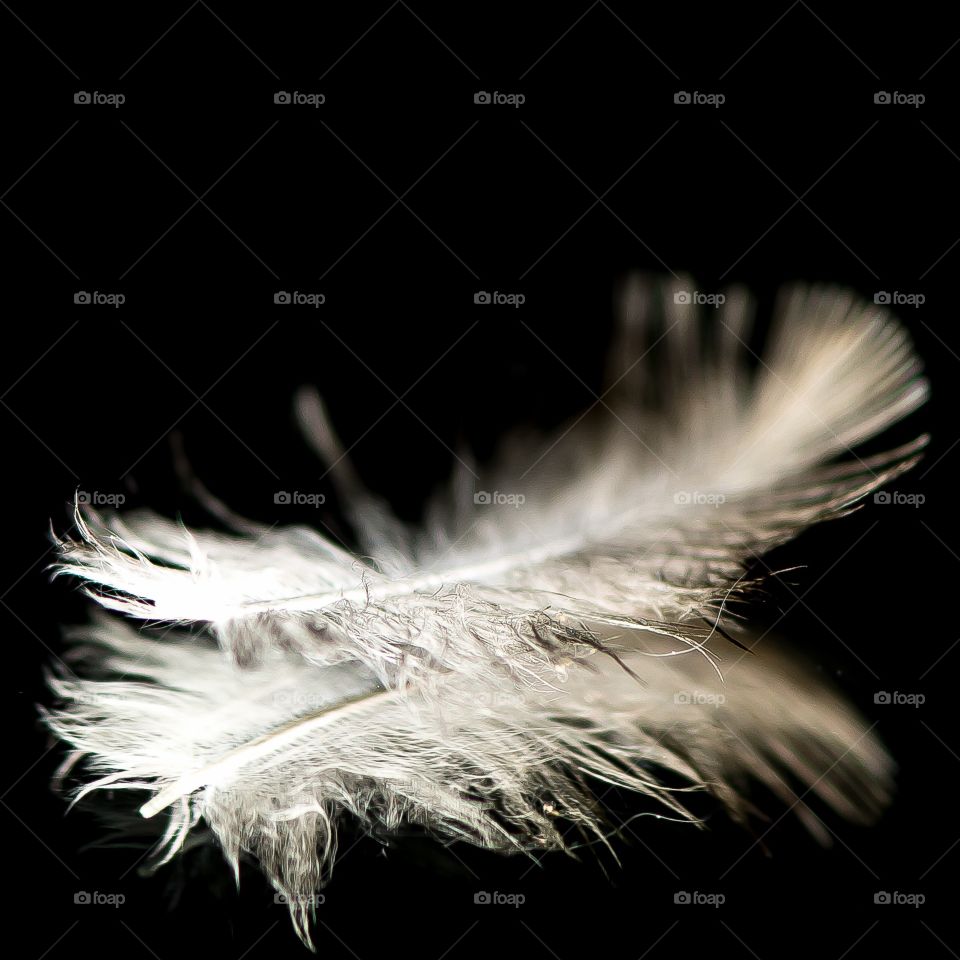 The feather 