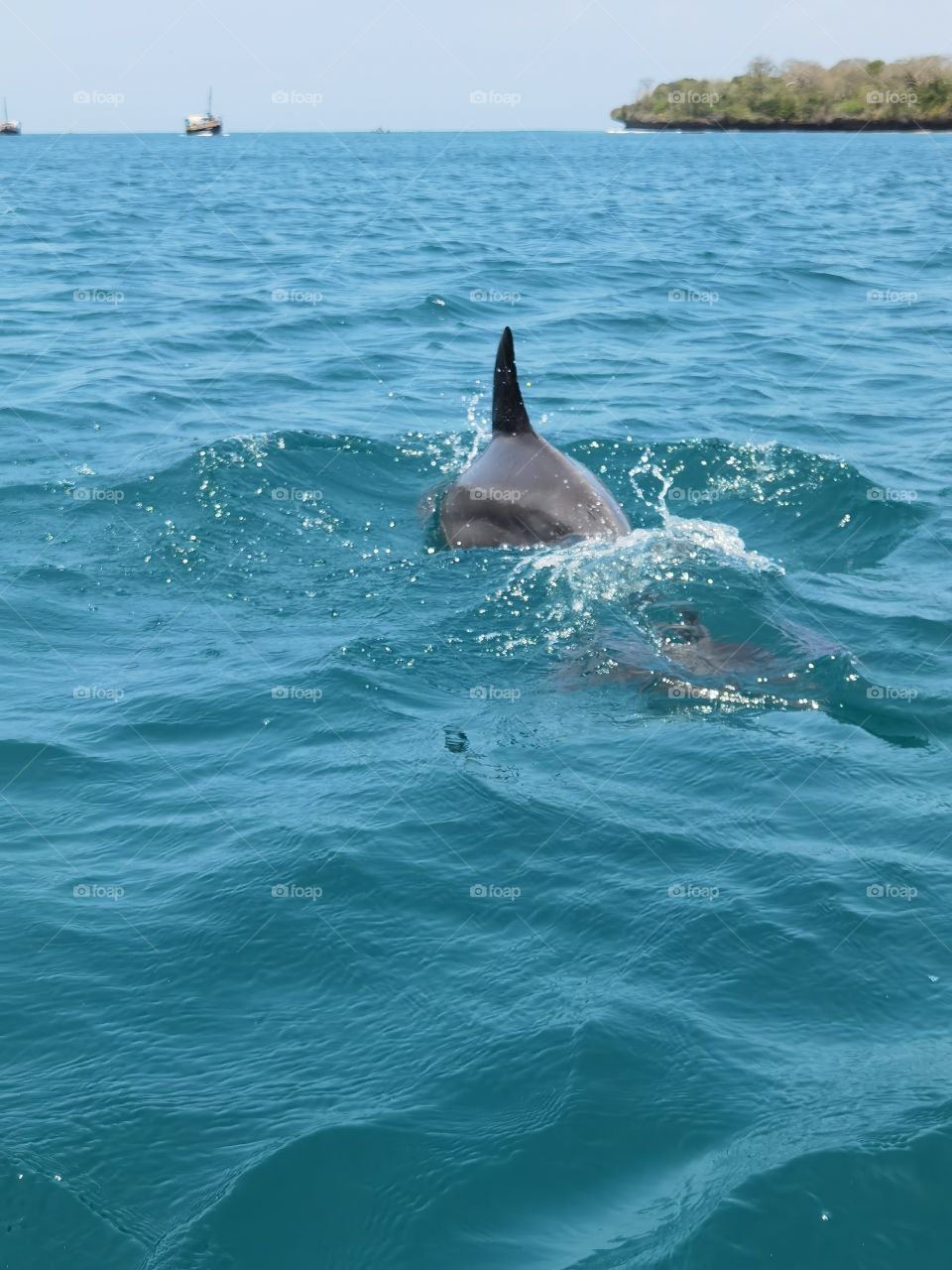 Dolphin in Kenya