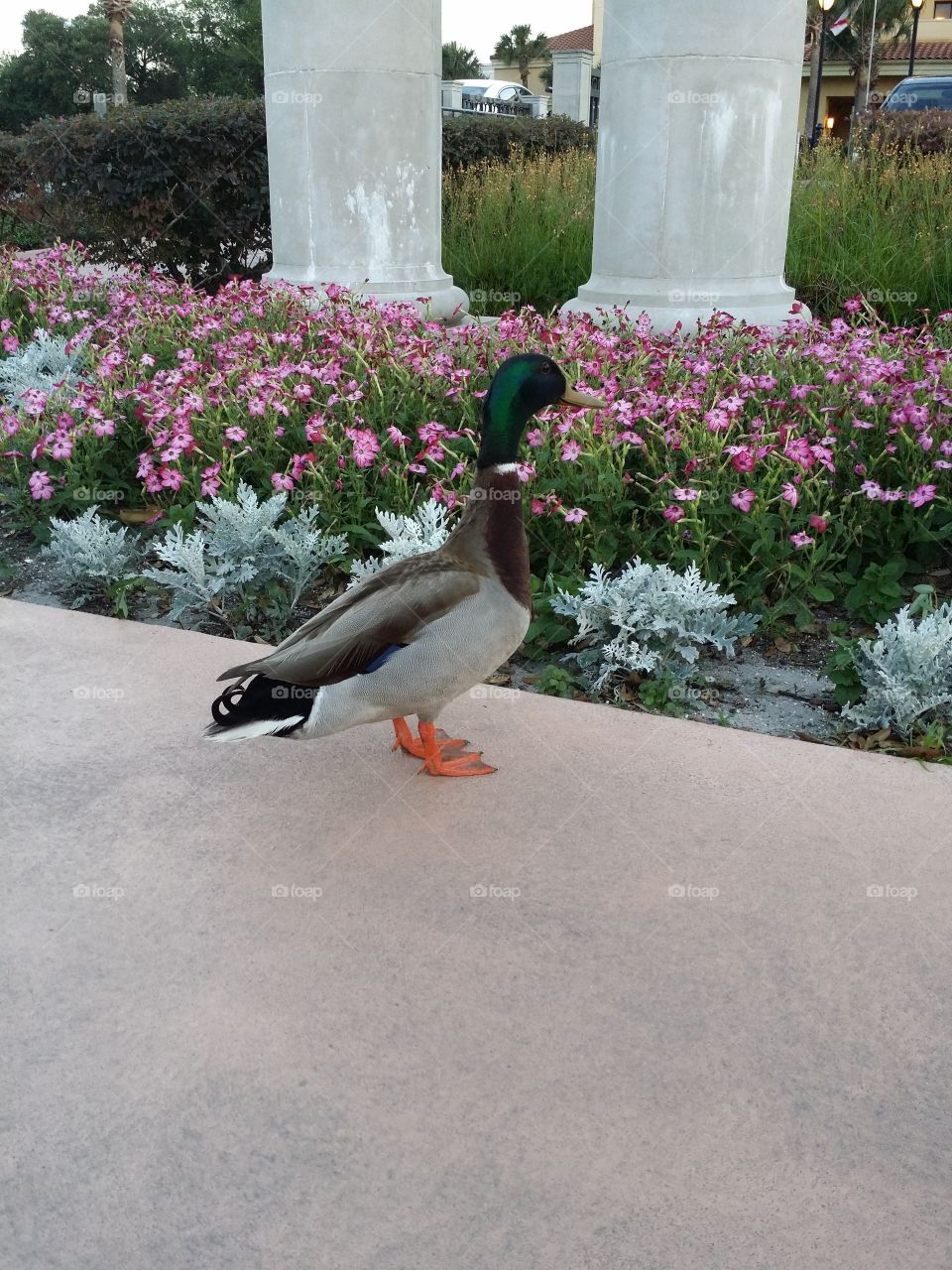 HEY Ducky. took this at Cranes Roost in Altamonte Springs Florida. 