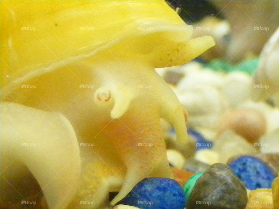 This is a closeup of a bright yellow snail in my aquarium.