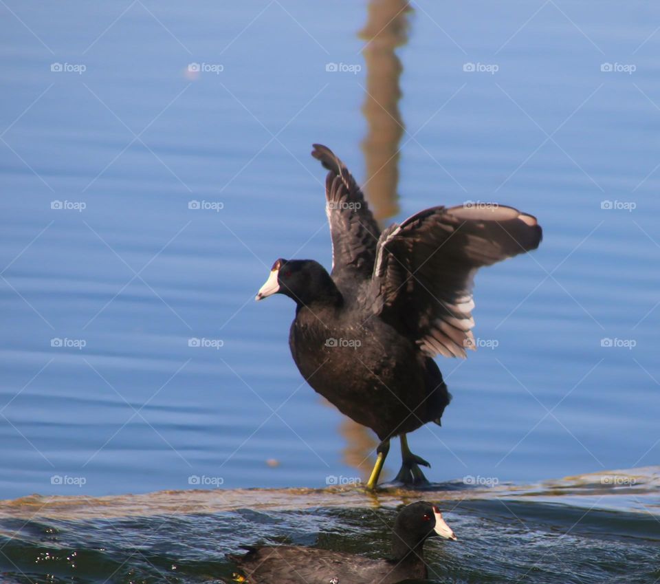 Coot Flapping Wings