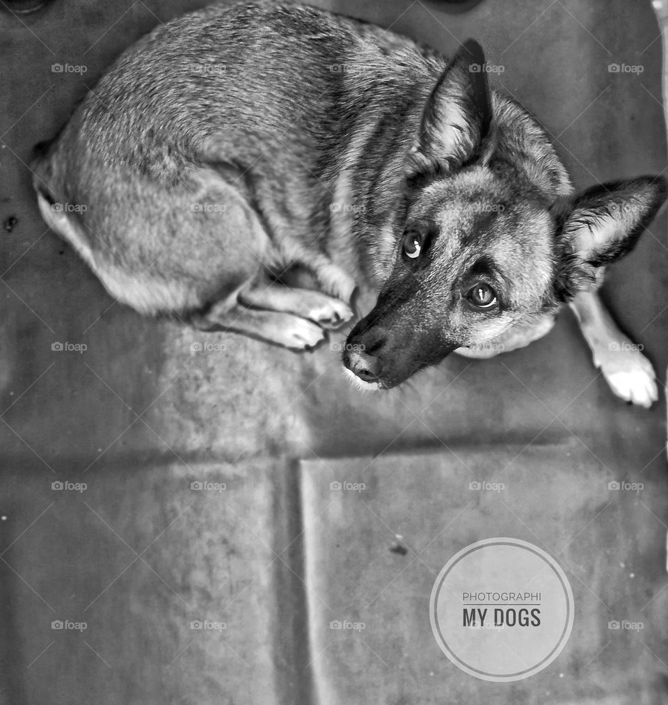 Ukraine 🇺🇦 beautiful dogs cats