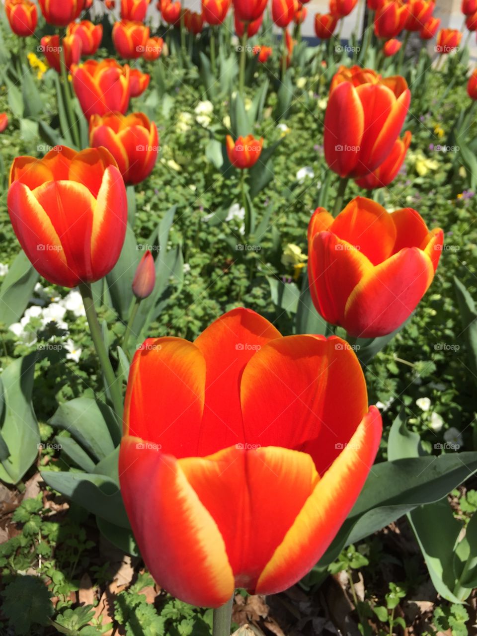 Spring is in the air & the tulips in bloom
