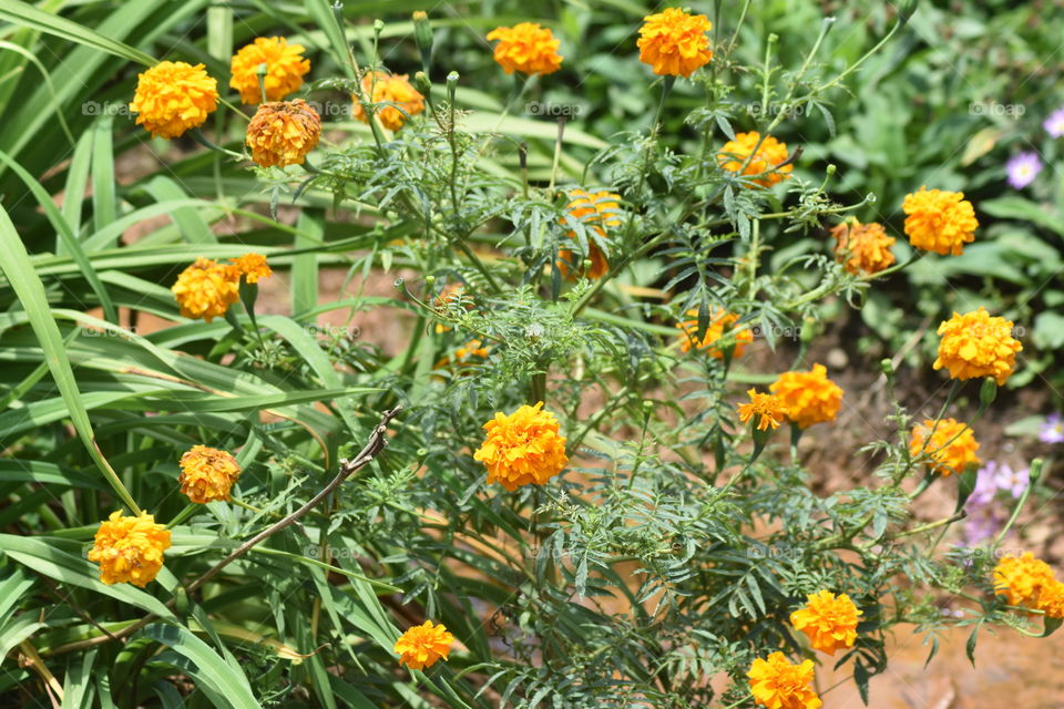 Another Beautiful orange colour friend I met #flowers