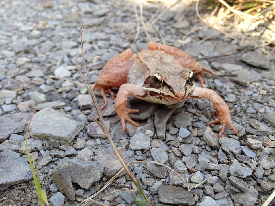 Forest frog from East Canada