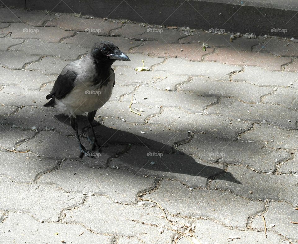 bird on a street pavement