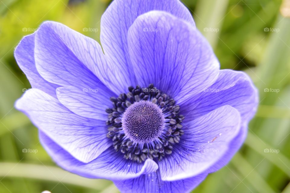 Brilliant Blue