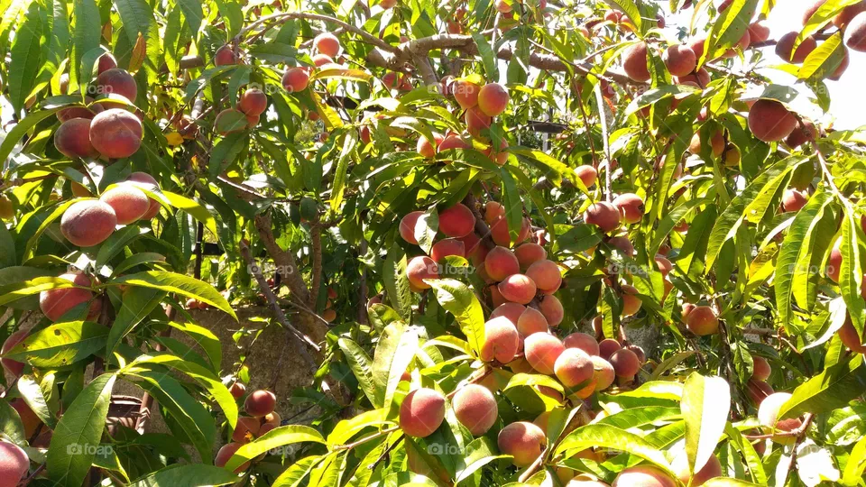 Mediterranean peach tree on a sunny June day