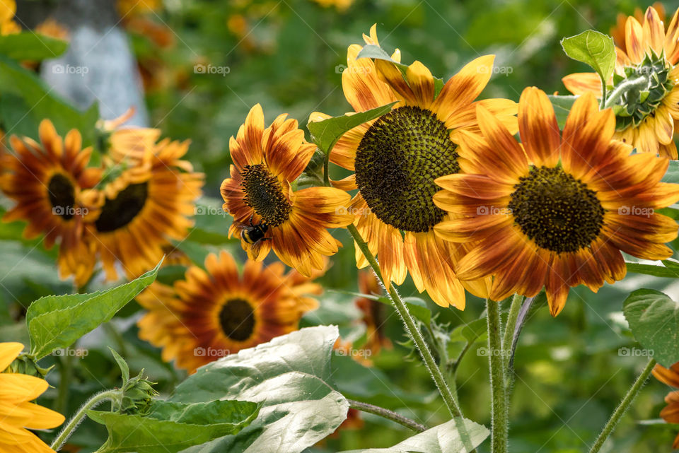 sunflowers bees and bumblebees