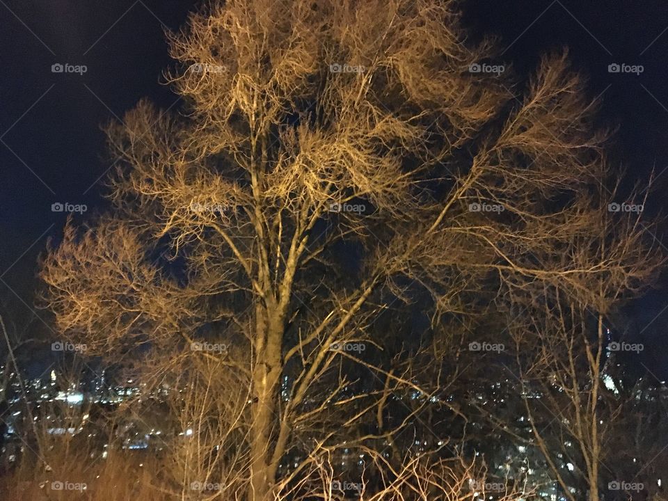Beautiful tree with city background