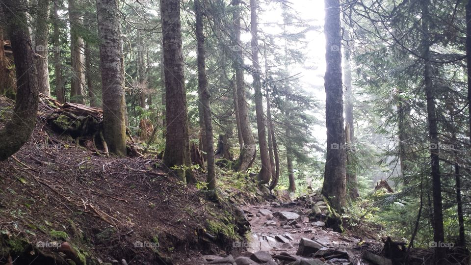 Wood, Tree, Conifer, Landscape, Nature