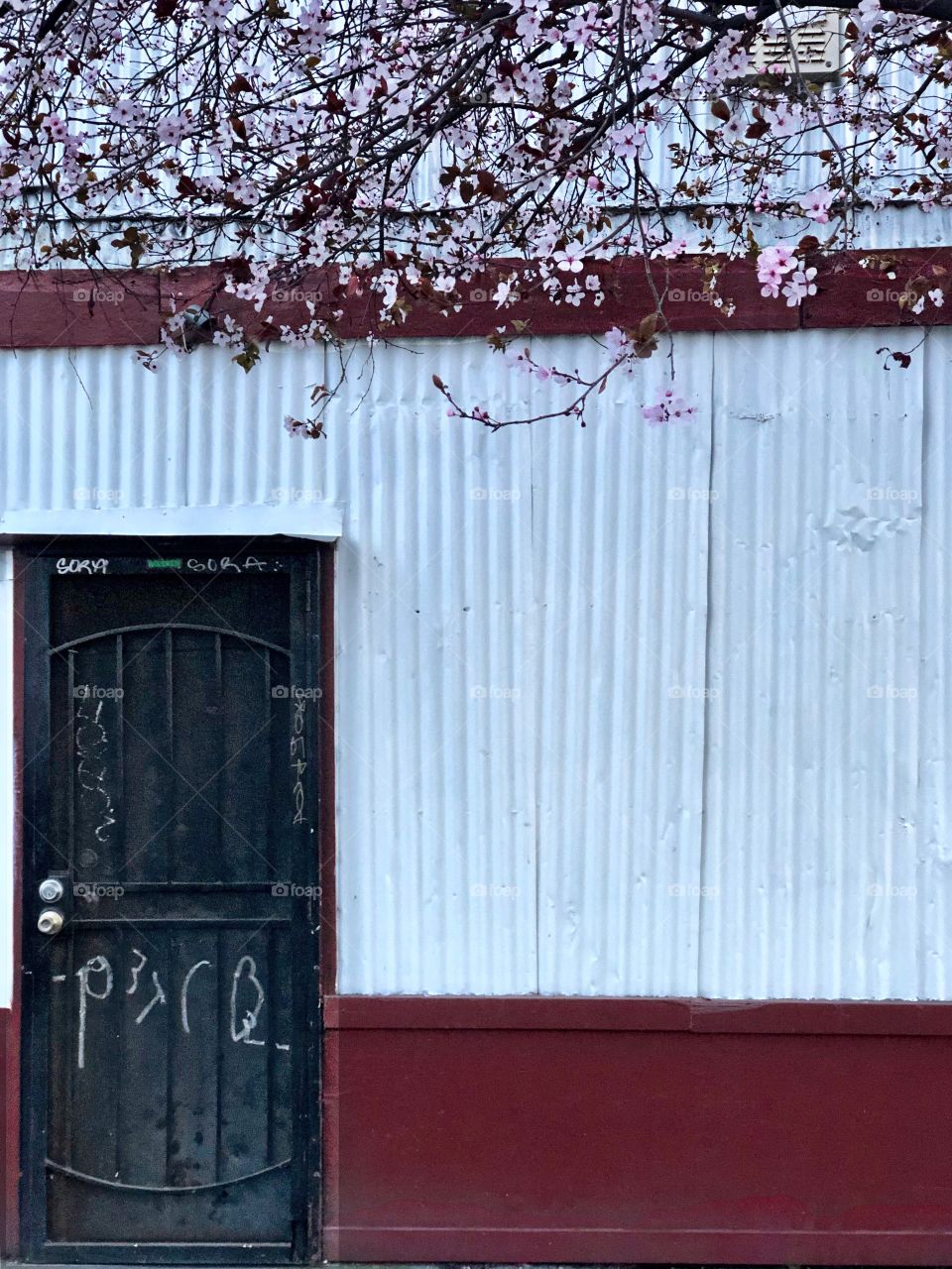 Local warehouse, door, and cherry blossom combo. In Oakland California 