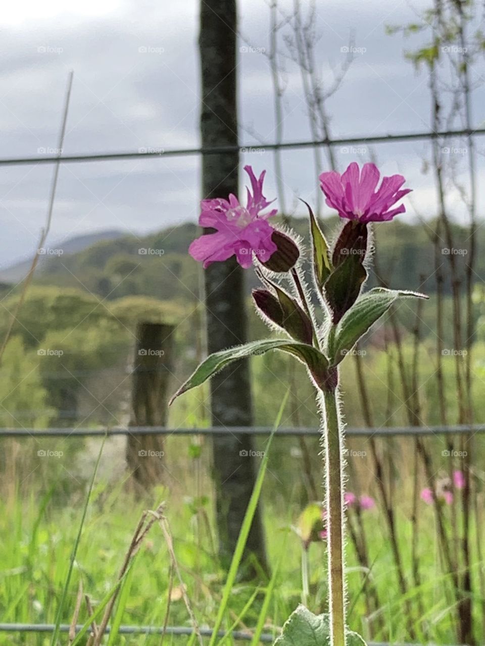 Wild flowers with hills in background