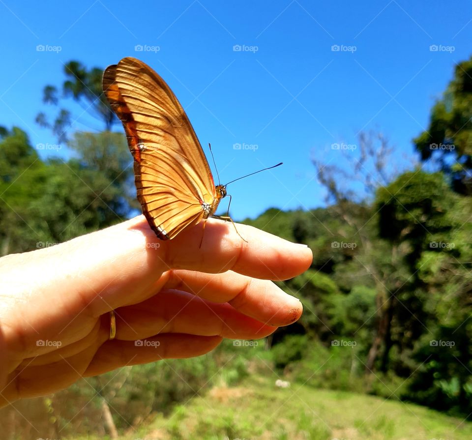 A exuberância da vida que convida a contemplar as cores, sons,sensações...
