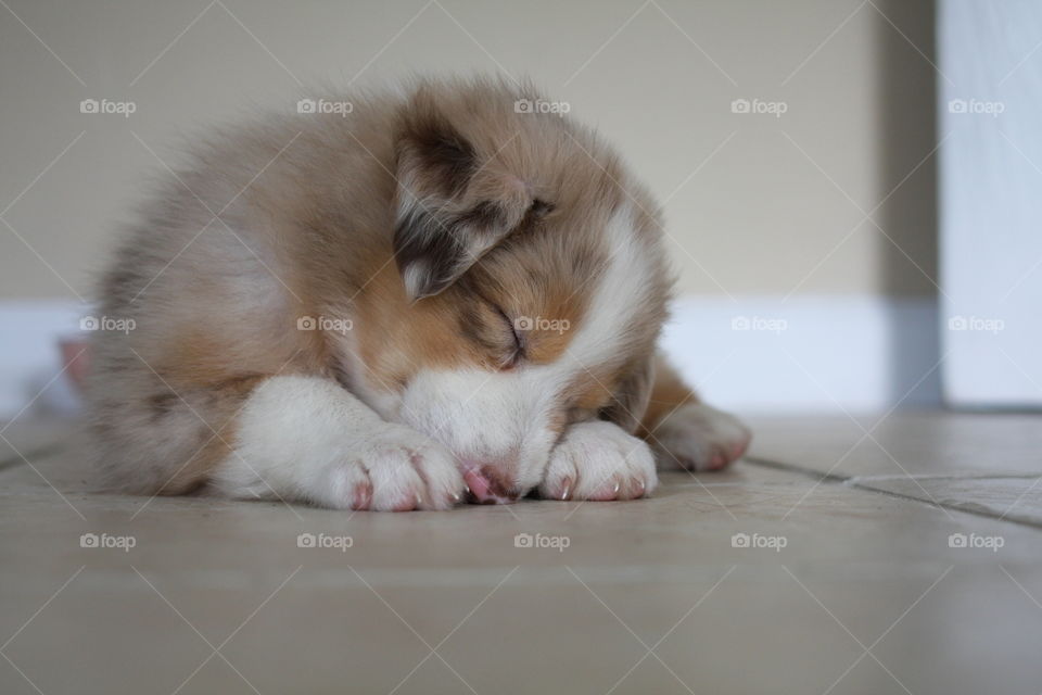 Puppy sleeping-Squished face 