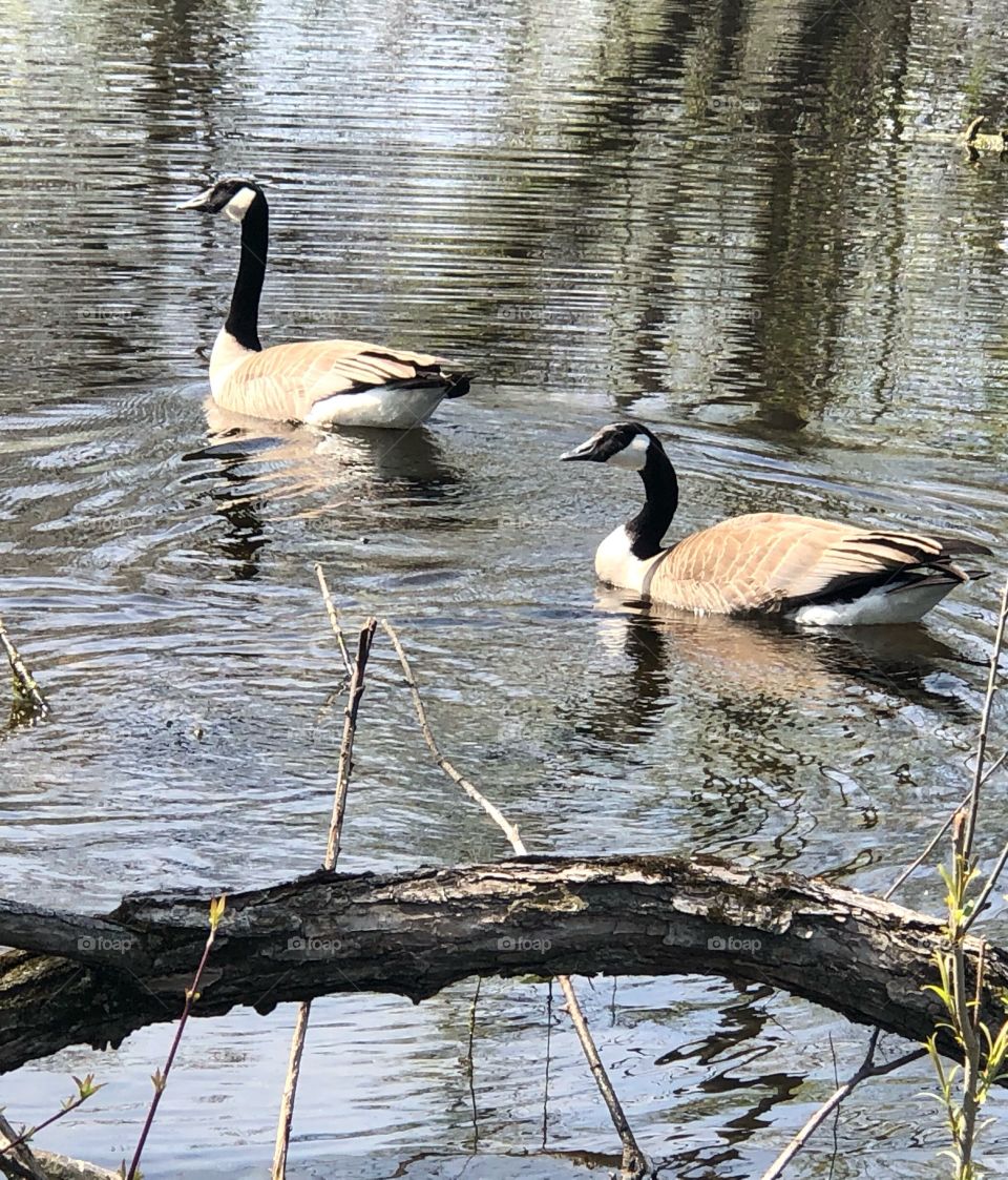 Canadian geese 