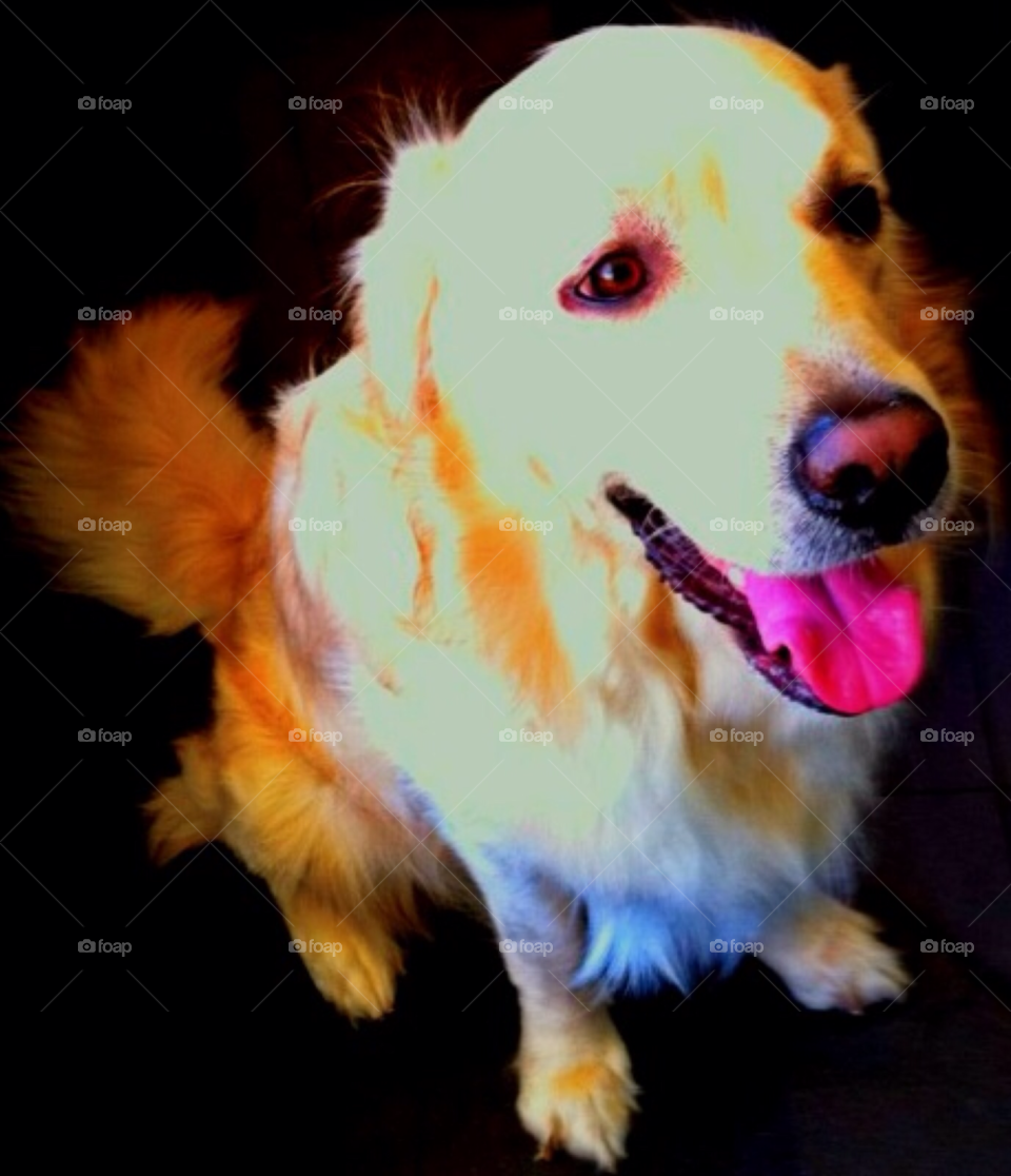 pretty dog cute animals by Zita