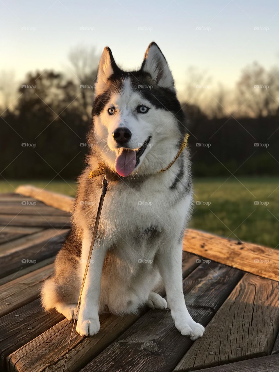 Husky smiling in the sunset in an open field on a wooden deck