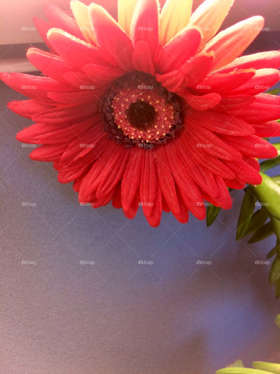 Red Gerbera flower