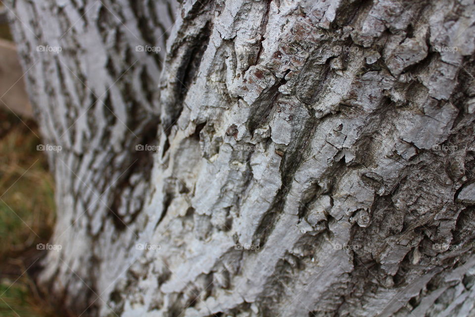 Bark of white tree