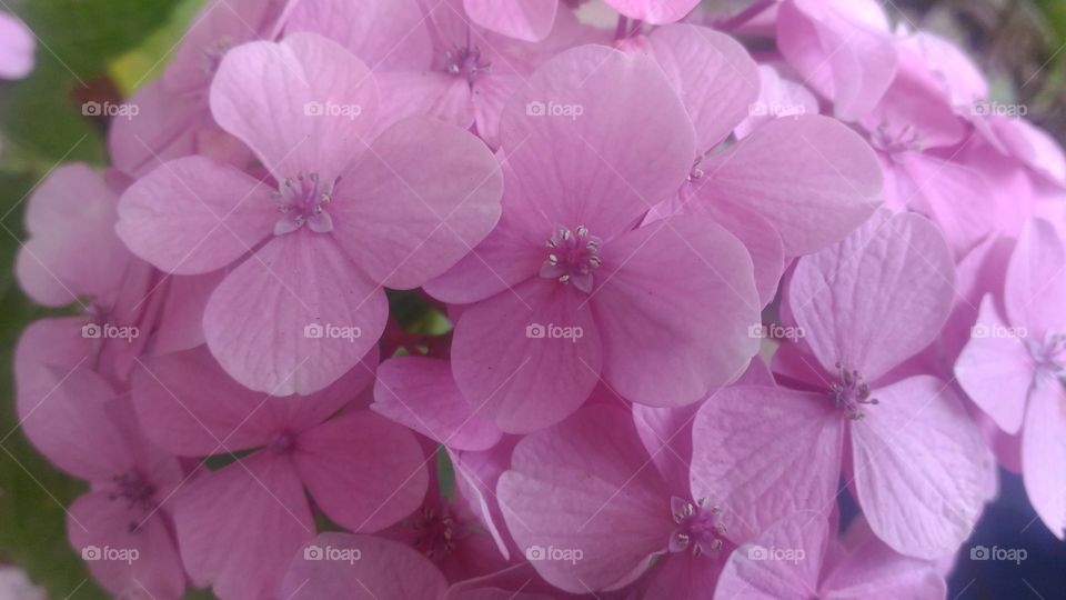 pinkish flower