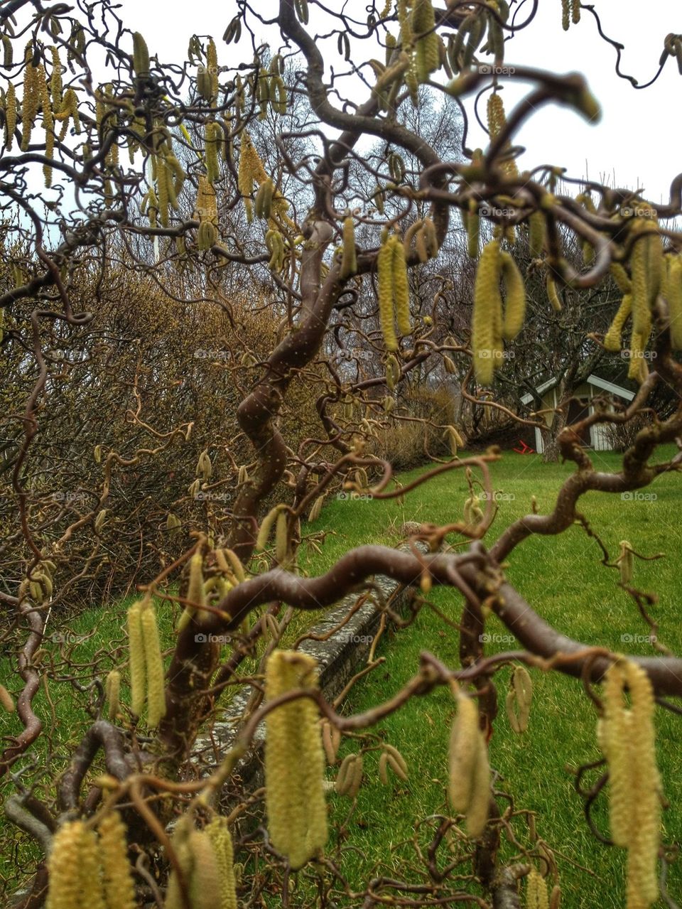 Garden in springtime