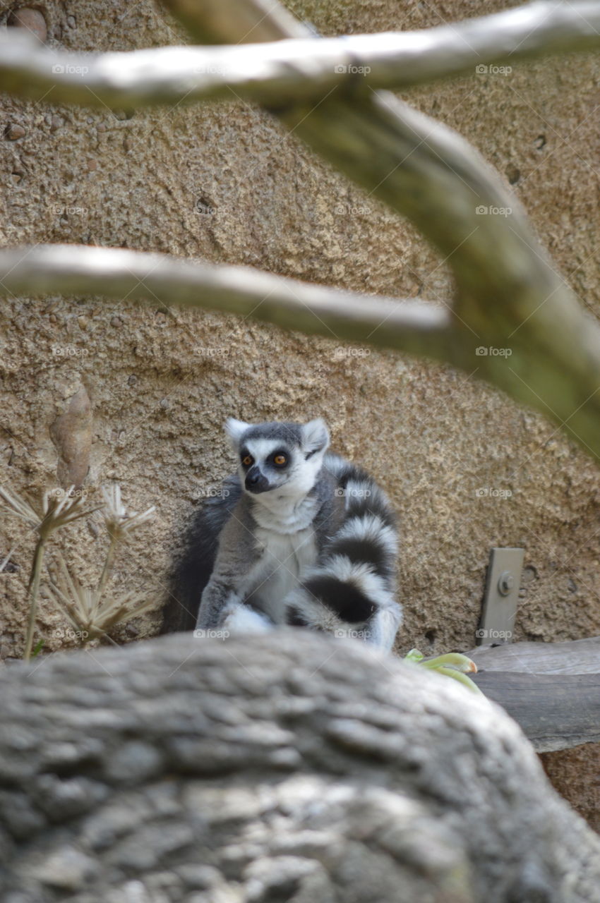 lemur