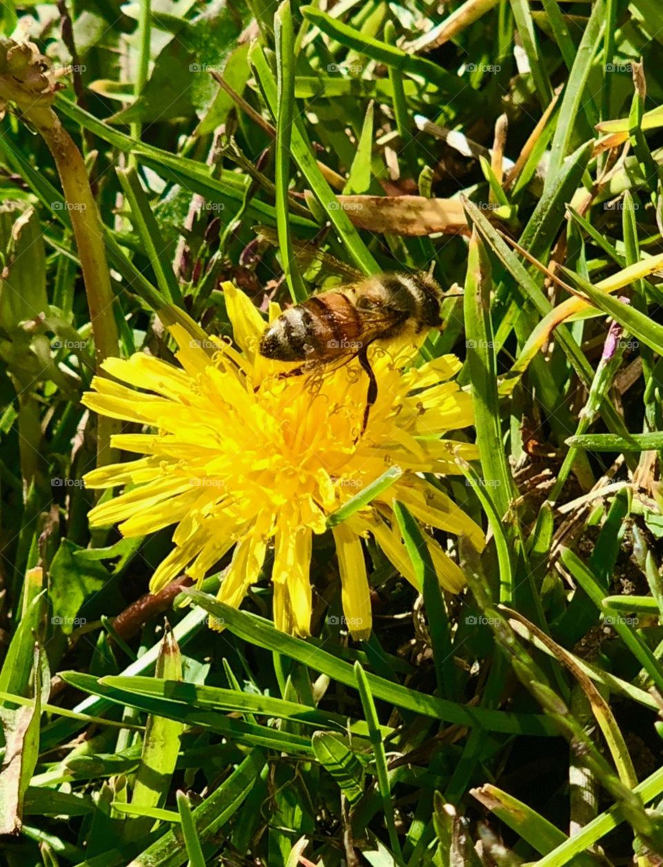 Bee pollination of dandelion 