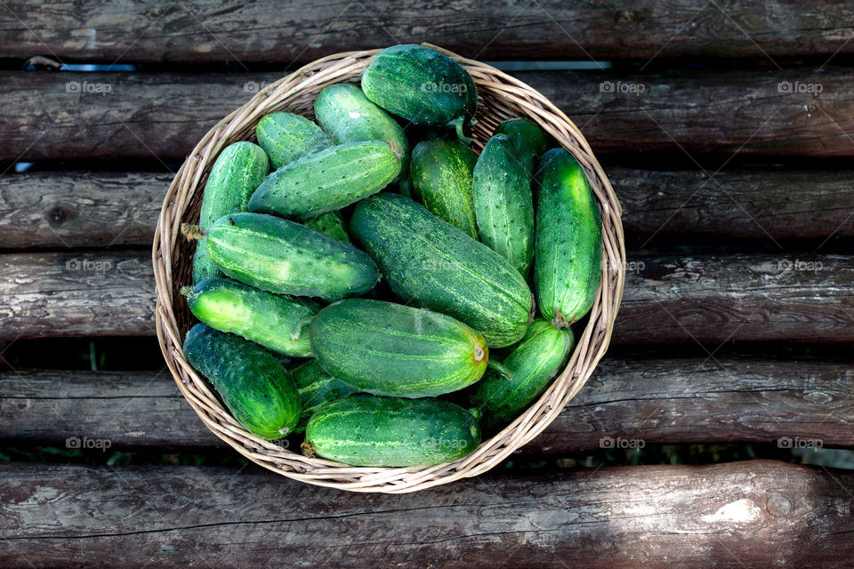 Cucumbers in the wicker basket. Cucumbers in the wicker basket