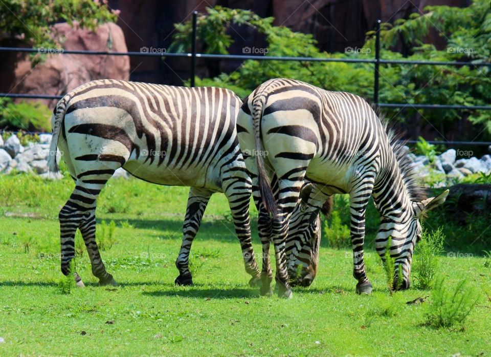 Zebras