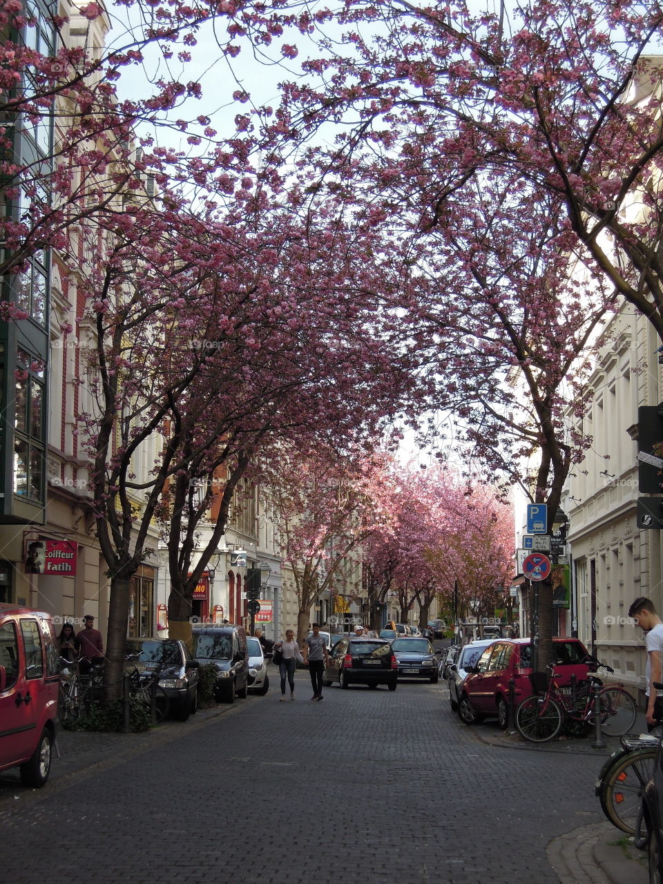 Kirschblüten in Bonn Altstadt Fest