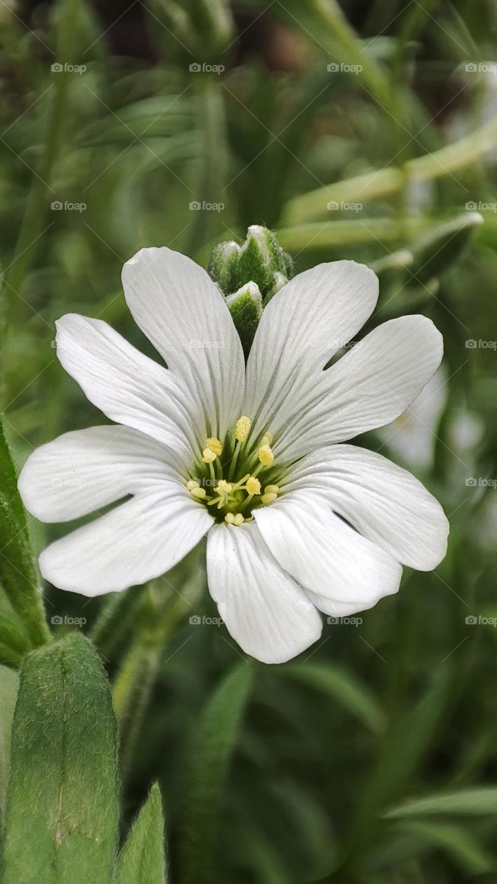 Macro photo of green grass growing in the garden