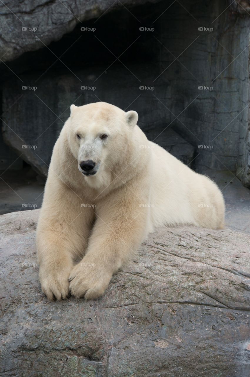 Polar bear 