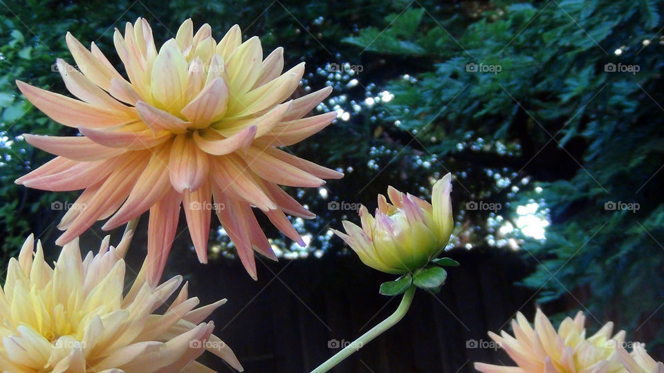 Flowers of a family, blooming in different stages.