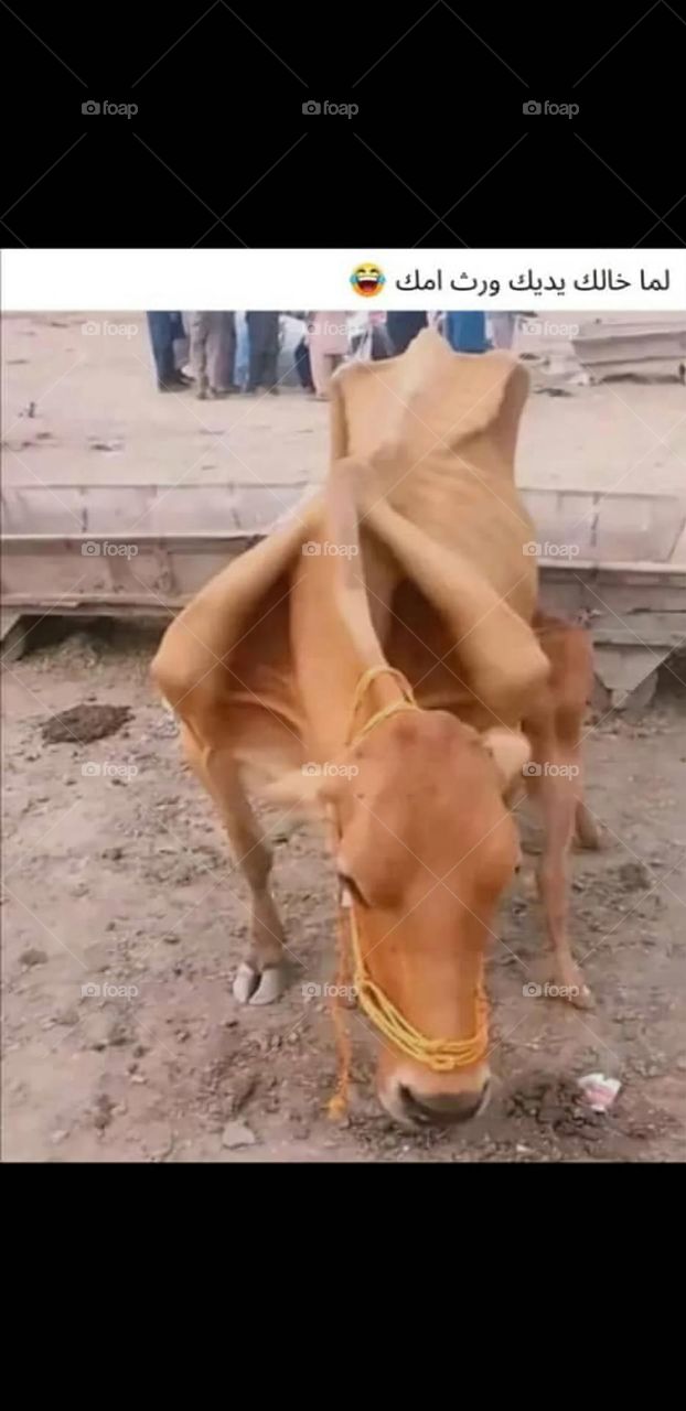 A very beautiful picture, and there is no better picture than it. There is no better picture of green herbs and colorful, red and white roses than it. Glory be to God, the natural and picturesque view, and there is no more