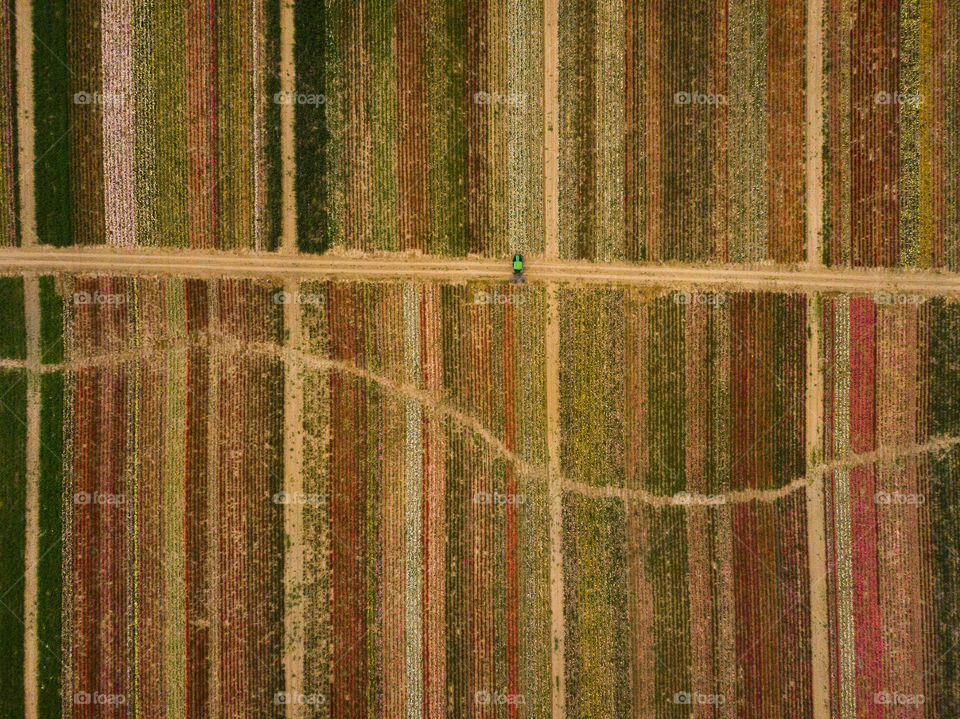 Tractor on the rose’s field. Top view