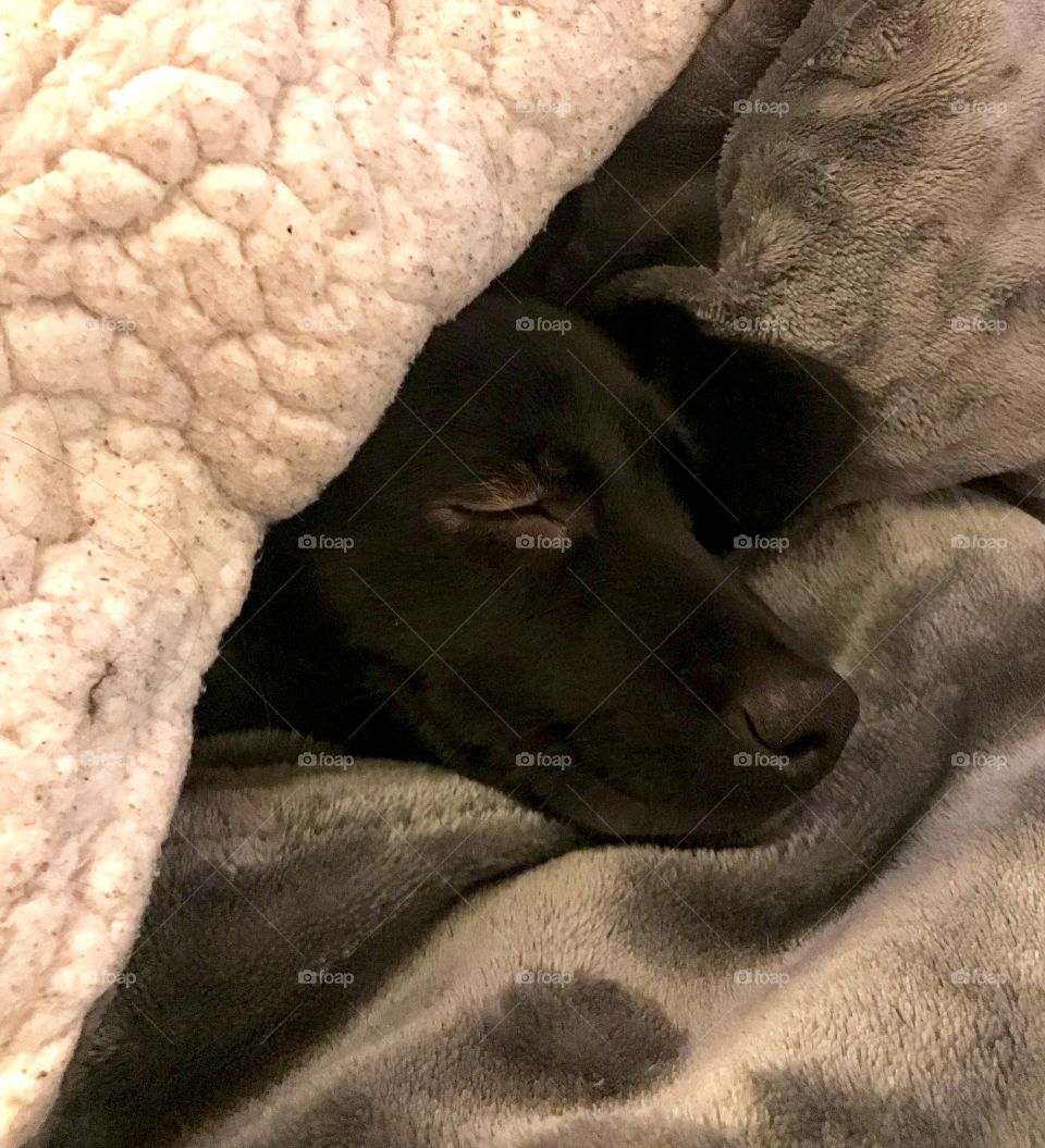 Sleeping puppy under fuzzy blanket