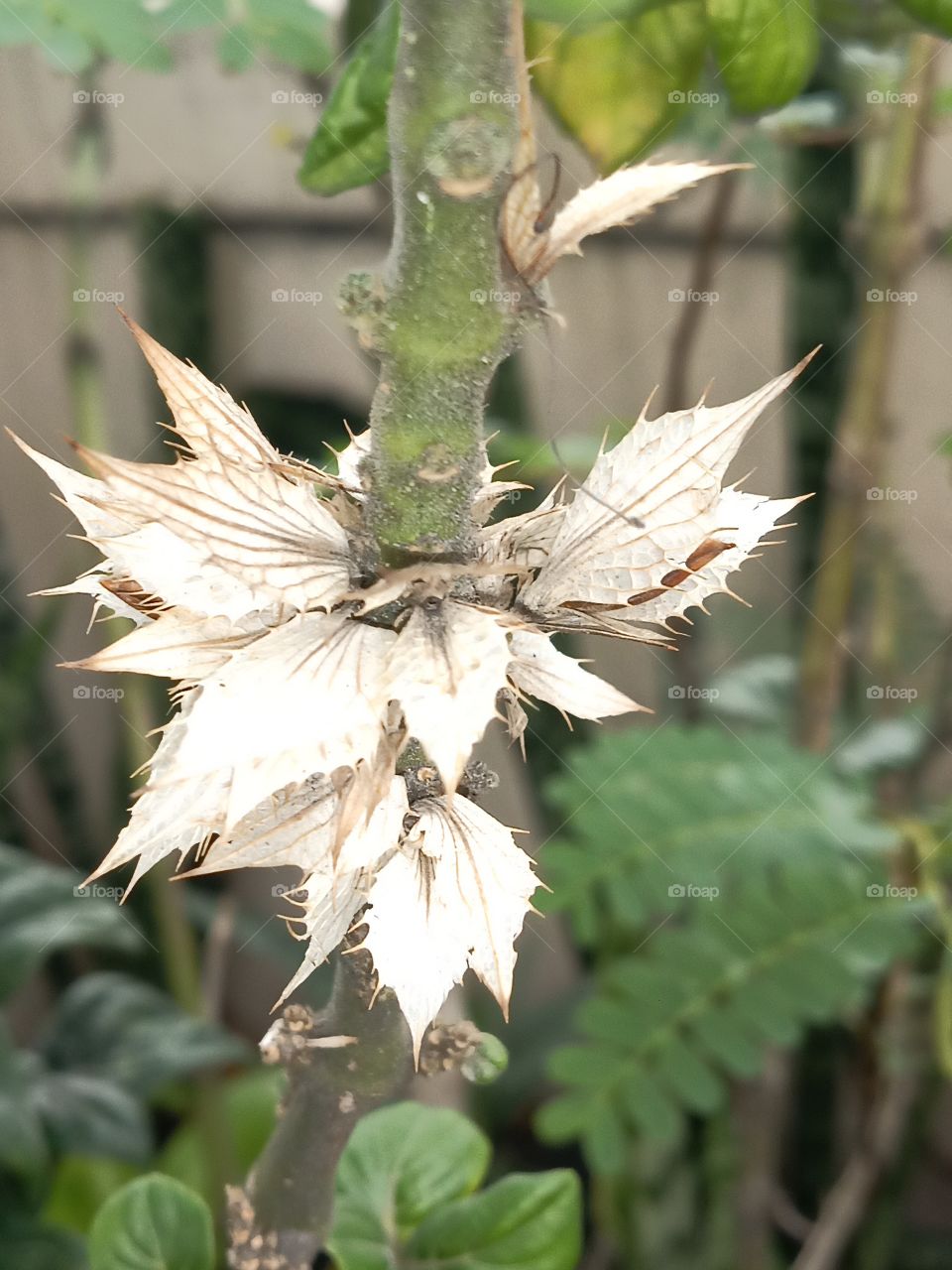 white Jamaican leaves
