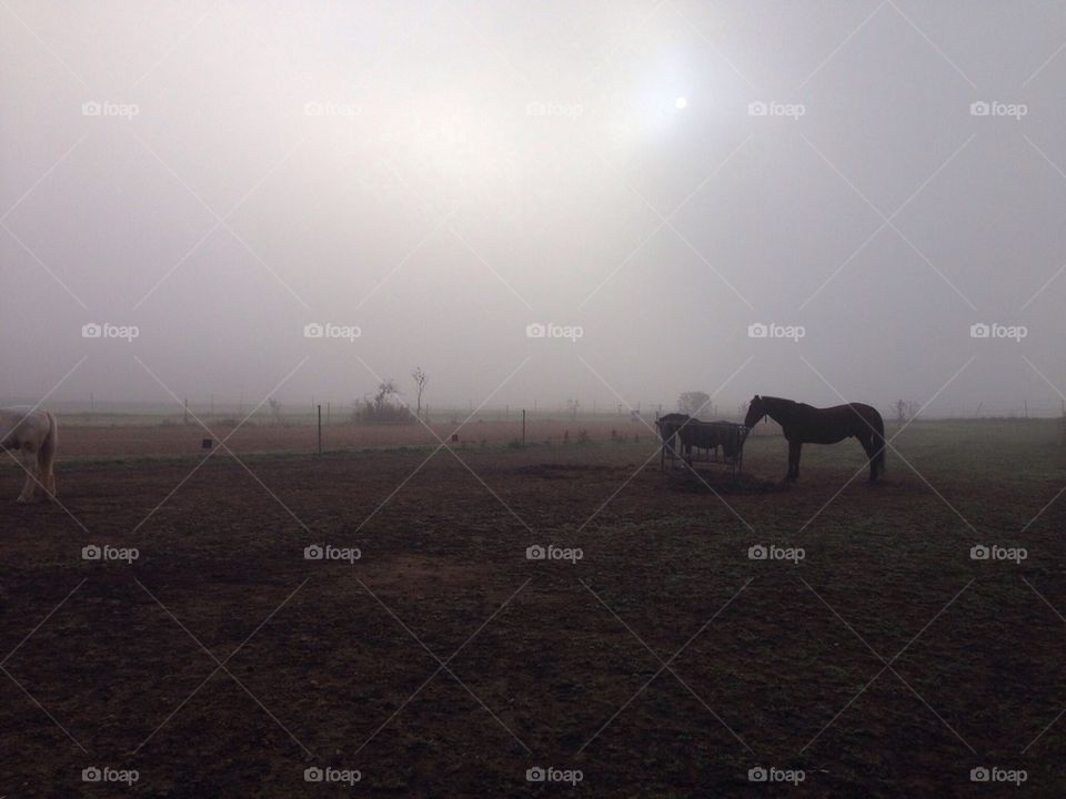 Horses in fog