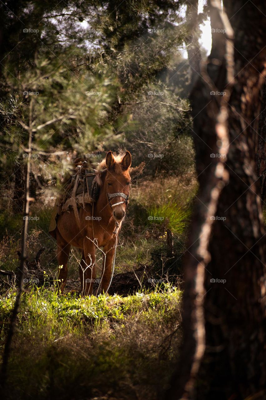 a mule into the forest poses for me as soon as he saw the camera!
