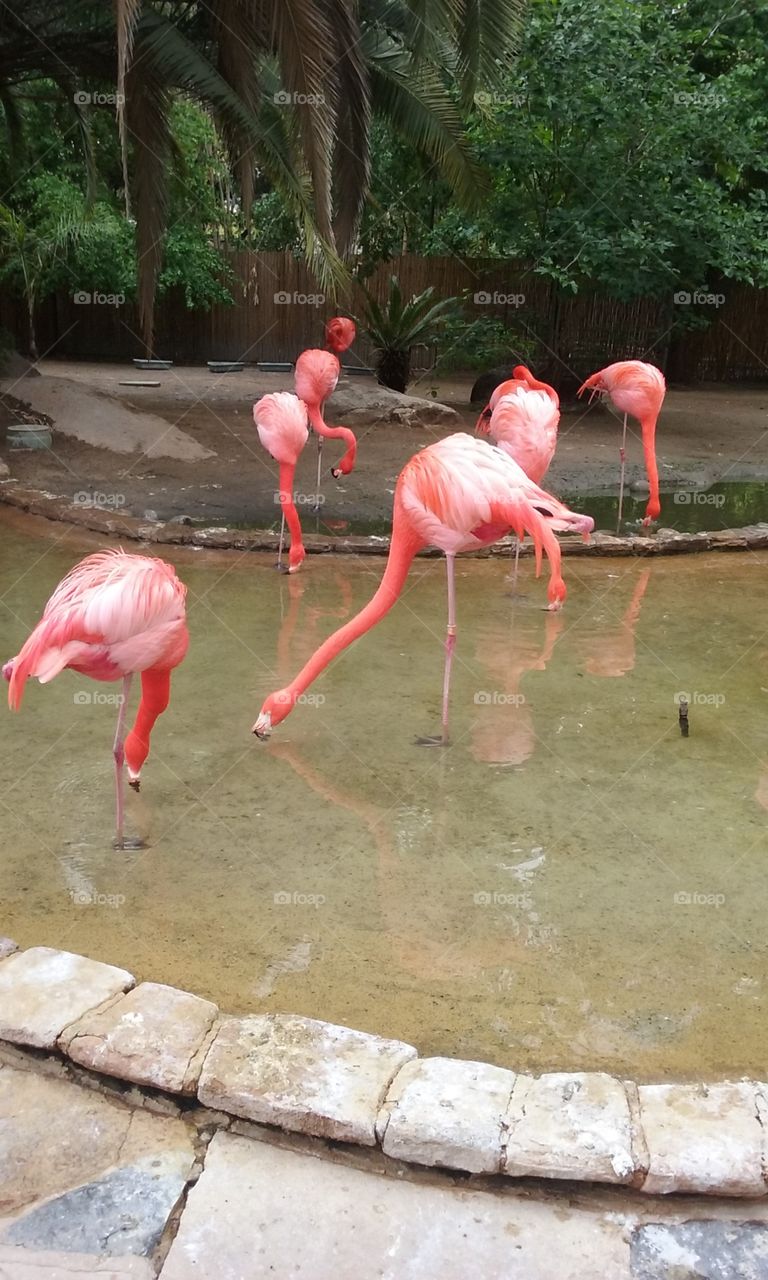 flamingo beauty
