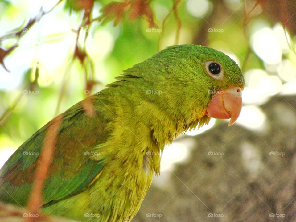 Parrot jungle. Nicaragua tree