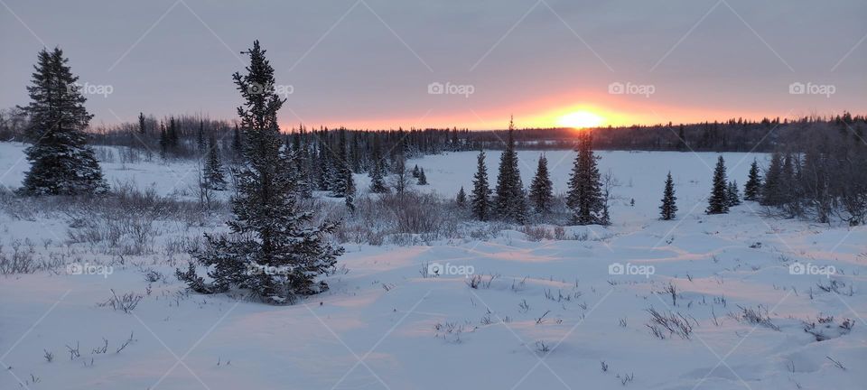 Winter,winter dawn,winter sunset,winter evening,winter night,sunset in Christmas trees,trees,green,winter,cold,north,winter silence,snow