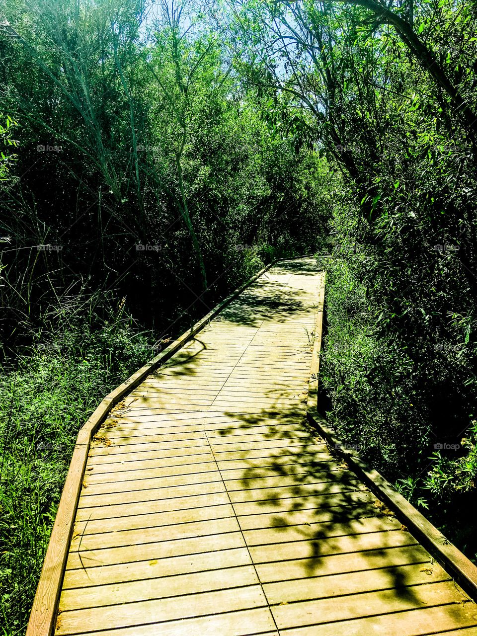 Bridge through the trees 